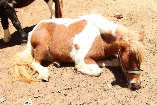 Cheval nain dans la ferme — Photo