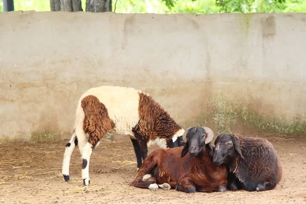 Ovelhas na fazenda com a natureza — Fotografia de Stock