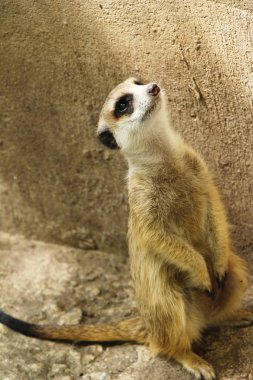 Meerkat doğa ile Hayvanat Bahçesi