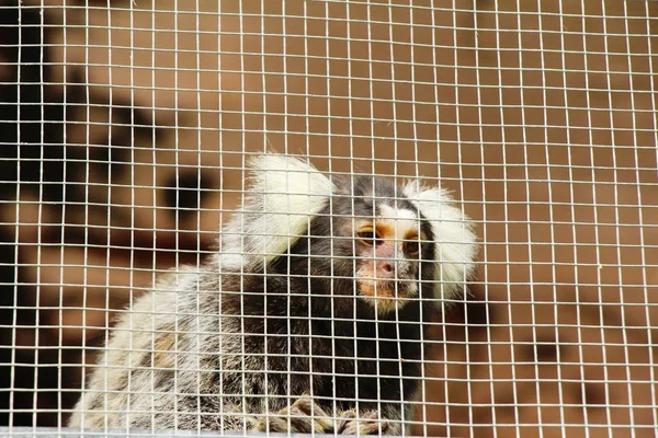 Hapalomys apen in de kooi — Stockfoto