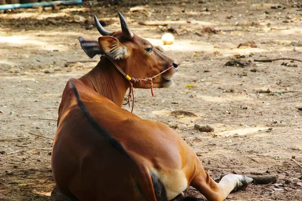 Vacas con la naturaleza —  Fotos de Stock