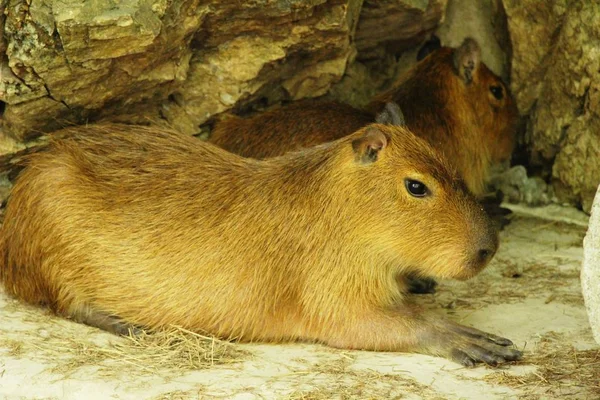 Capybara en zoológico con la naturaleza — Foto de Stock