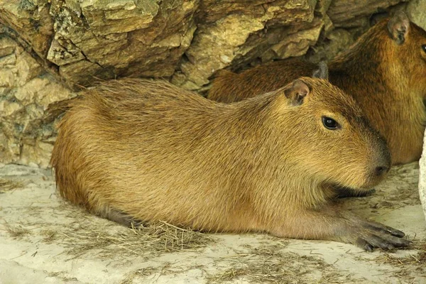 Capybara en zoológico con la naturaleza — Foto de Stock