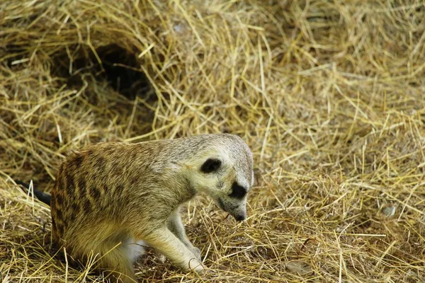 Meerkat en el zoológico con la naturaleza —  Fotos de Stock