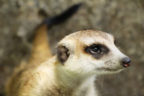 Meerkat in de dierentuin met de natuur — Stockfoto