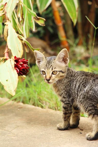 El gato es encantador están mirando — Foto de Stock