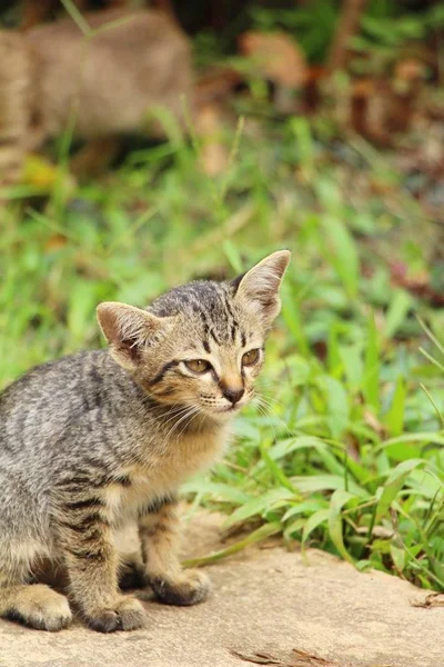 Cat is lovely are staring — Stock Photo, Image