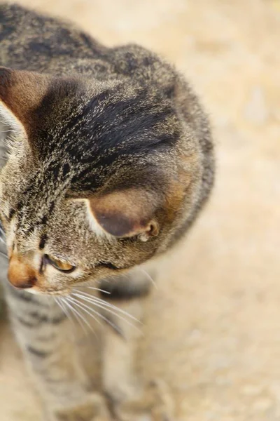 Cat is lovely are staring — Stock Photo, Image