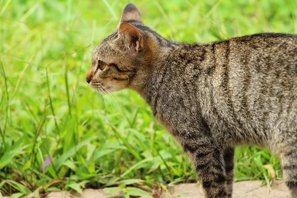 Cat is lovely are staring — Stock Photo, Image