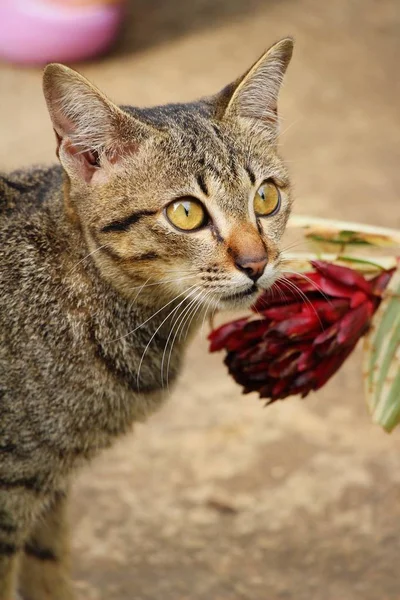 Cat is lovely are staring — Stock Photo, Image