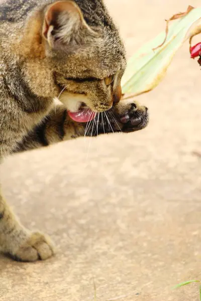 Cat is lovely are staring — Stock Photo, Image