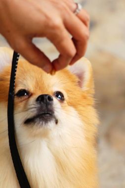 Şirin pomeranian köpek yemek tavuk