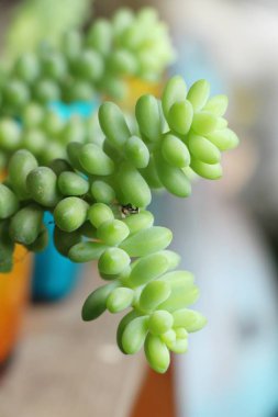 Yeşil yaprak doğa ile bahçesinde