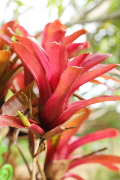 Bromeliade fiore in giardino con la natura — Foto Stock