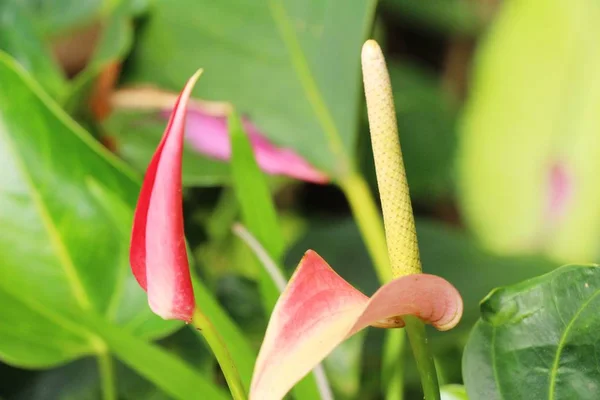 Flamingo flower at beautiful in the nature — Stock Photo, Image