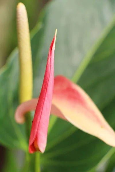 Flamingo bloem op mooi in de natuur — Stockfoto