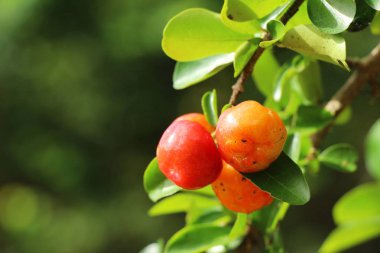 Kiraz ağaç doğa ile