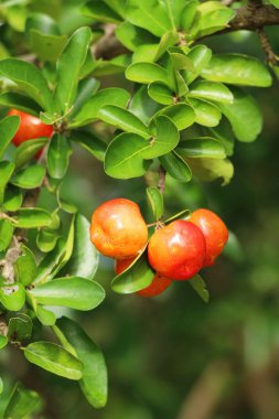 Kiraz ağaç doğa ile