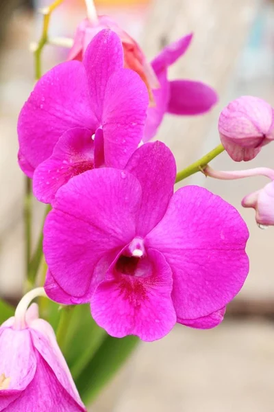 Flor de orquídea em belo na natureza — Fotografia de Stock