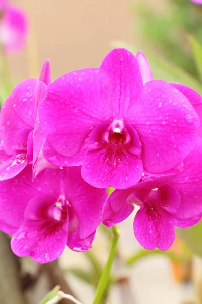 Orchidea virág, a gyönyörű, a természetben — Stock Fotó