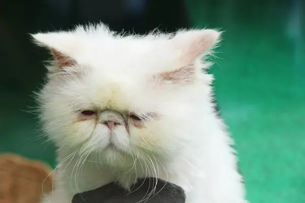 Gato é lindo estão olhando — Fotografia de Stock