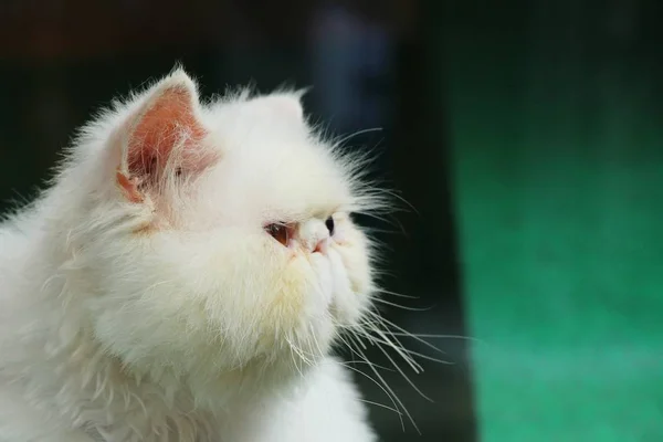 Kočka je krásná civí — Stock fotografie