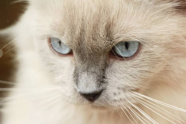 Katze ist schön starrt — Stockfoto