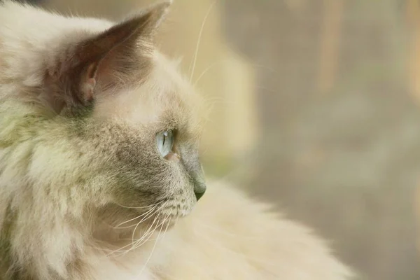 Cat is lovely are staring — Stock Photo, Image