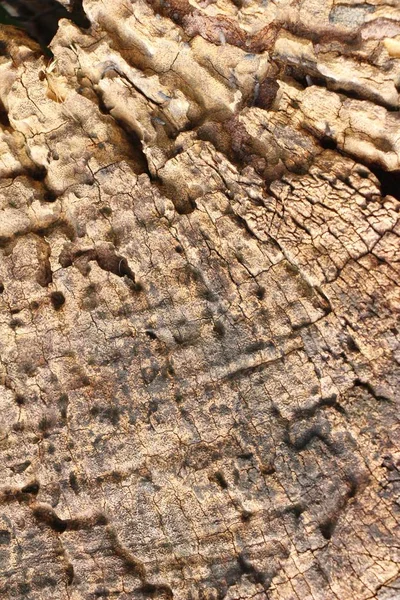 Antiguo fondo de pared de belleza de madera y textura —  Fotos de Stock