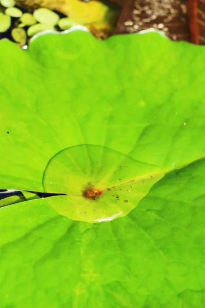 Green leaf with drops of water with nature — Stock Photo, Image