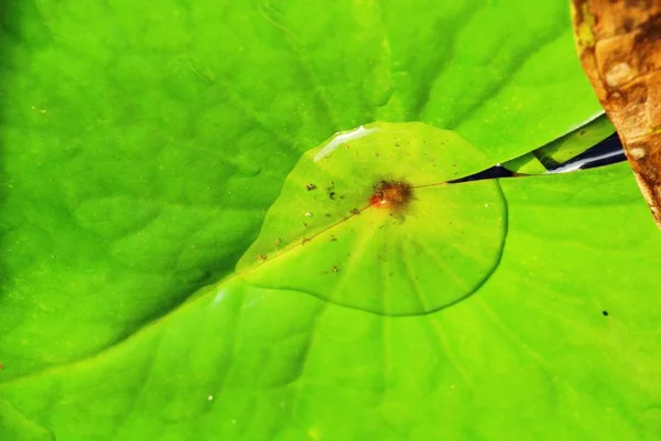 Hoja verde con gotas de agua con la naturaleza —  Fotos de Stock