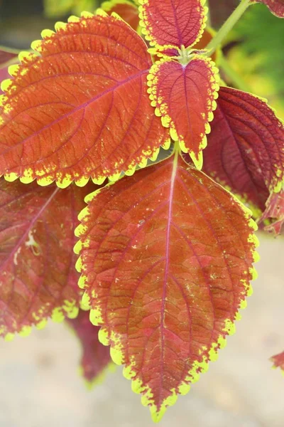 Foglie rosse in giardino con la natura — Foto Stock