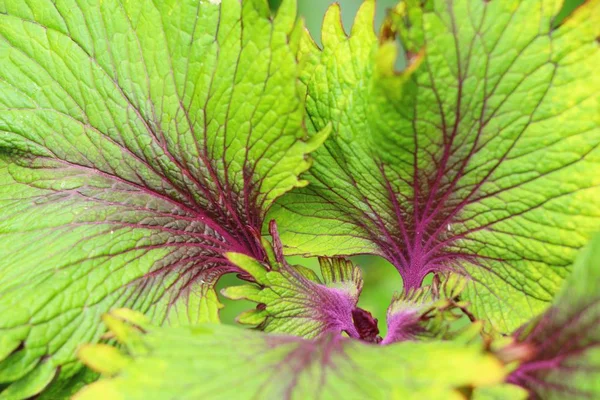 Green leaf in the garden with nature — Stock Photo, Image