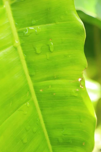 Зеленый лист в саду с природой — стоковое фото