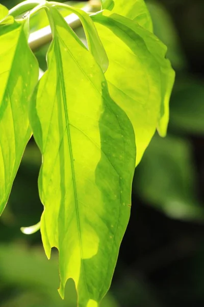 Groene blad in de tuin met de natuur — Stockfoto