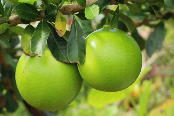 Limon dev ağaç doğa ile