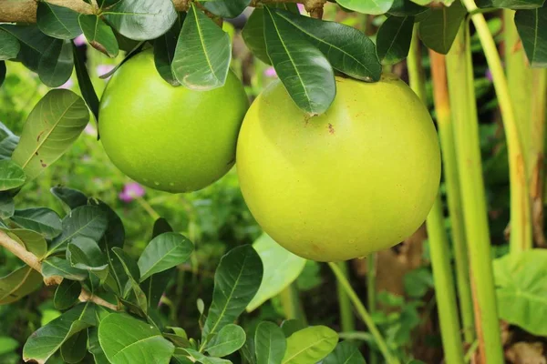 Citroen reus op de boom met de natuur — Stockfoto