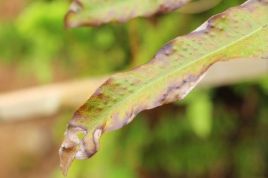 Yeşil yaprak doğa ile bahçesinde