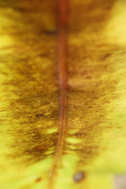 Yaprak arka plan doğal güzelliktir