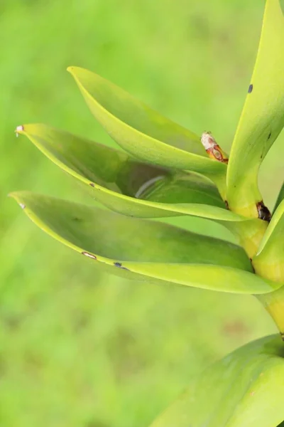 Hoja verde en el jardín con la naturaleza — Foto de Stock