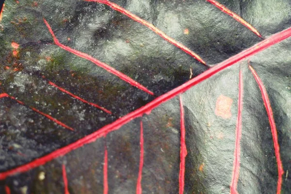 Red leaves in garden with the nature — Stock Photo, Image