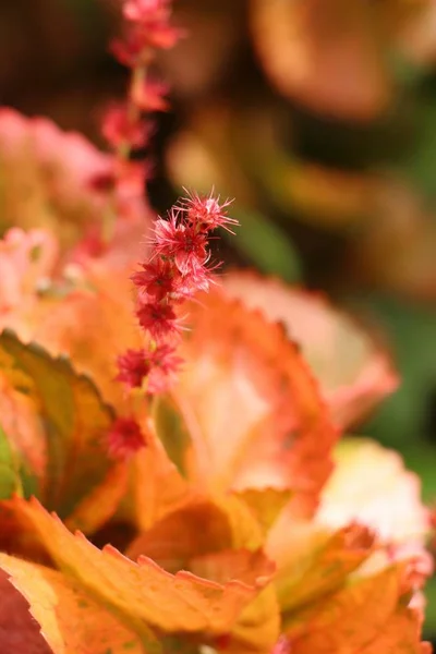 Röda löv i trädgården med naturen — Stockfoto