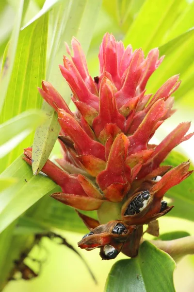 Rudy imbir lub cyngiberaceae z naturą — Zdjęcie stockowe