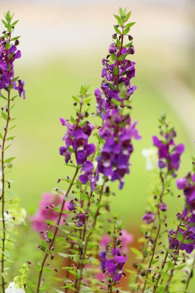Lila salvia blommor på vacker i trädgården — Stockfoto
