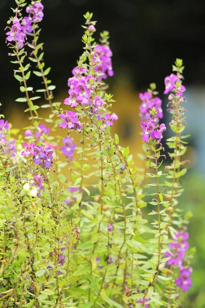Lila salvia blommor på vacker i trädgården — Stockfoto