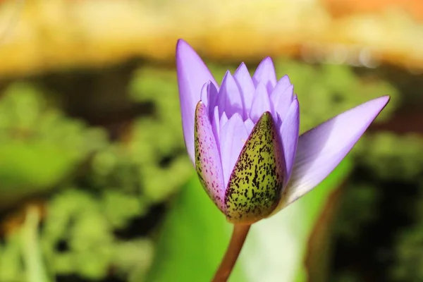 Mooie lotus in de vijver met de natuur — Stockfoto
