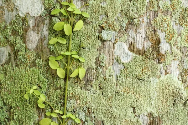 Zelený list v zahradě s přírodou — Stock fotografie