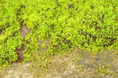 Yeşil yosun doğa ile rock katta