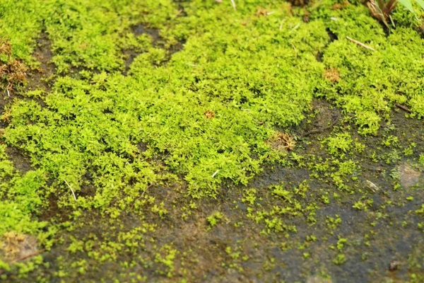 Zelený mech na kamenné podlaze s přírodou — Stock fotografie