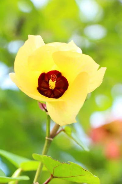 정원에서 아름 다운 꽃 화려한 꽃 — 스톡 사진